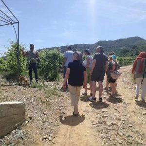 mavres winery crete (2)